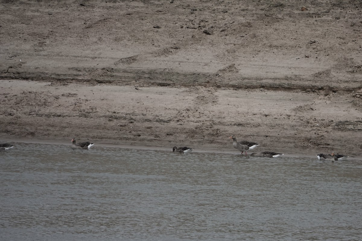 Graylag Goose - ML644905301