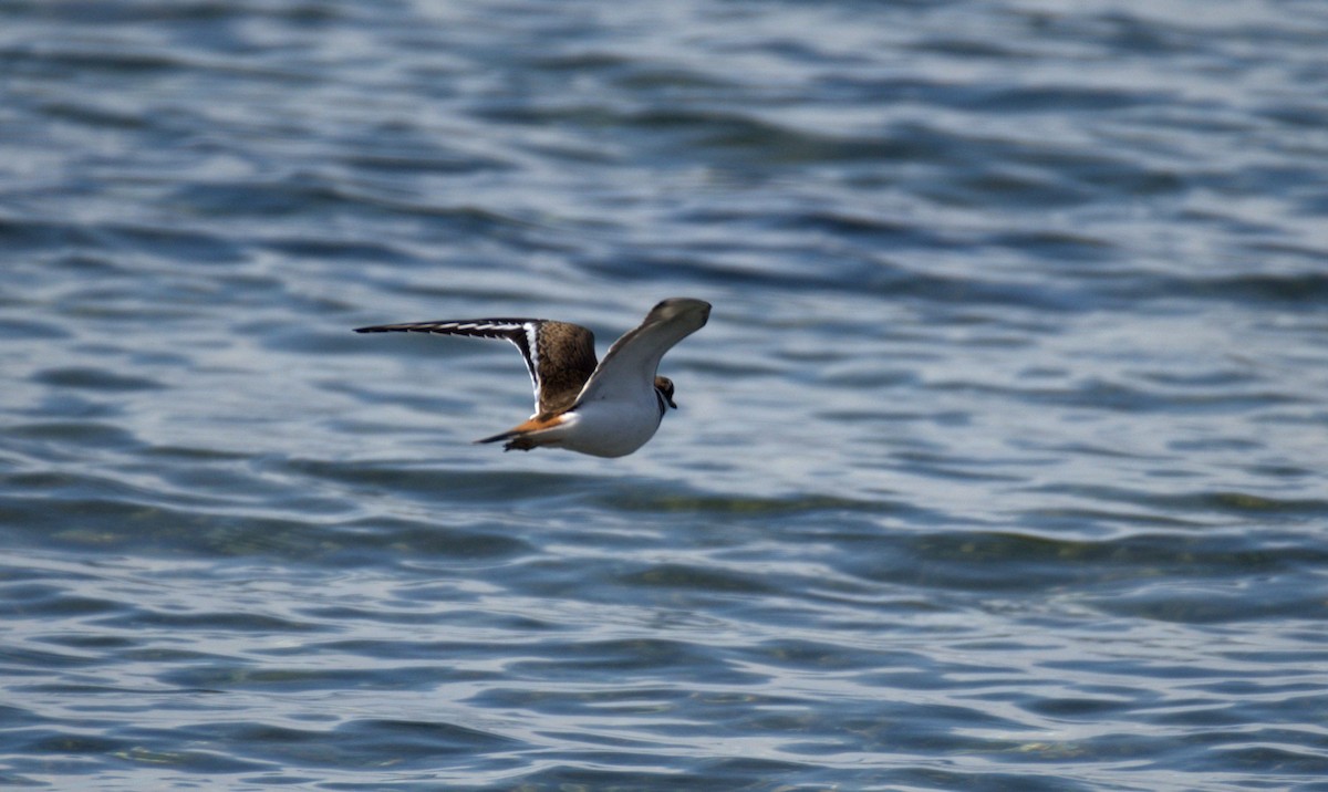 Killdeer - ML644905314