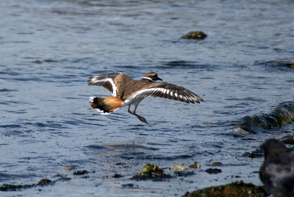 Killdeer - ML644905315
