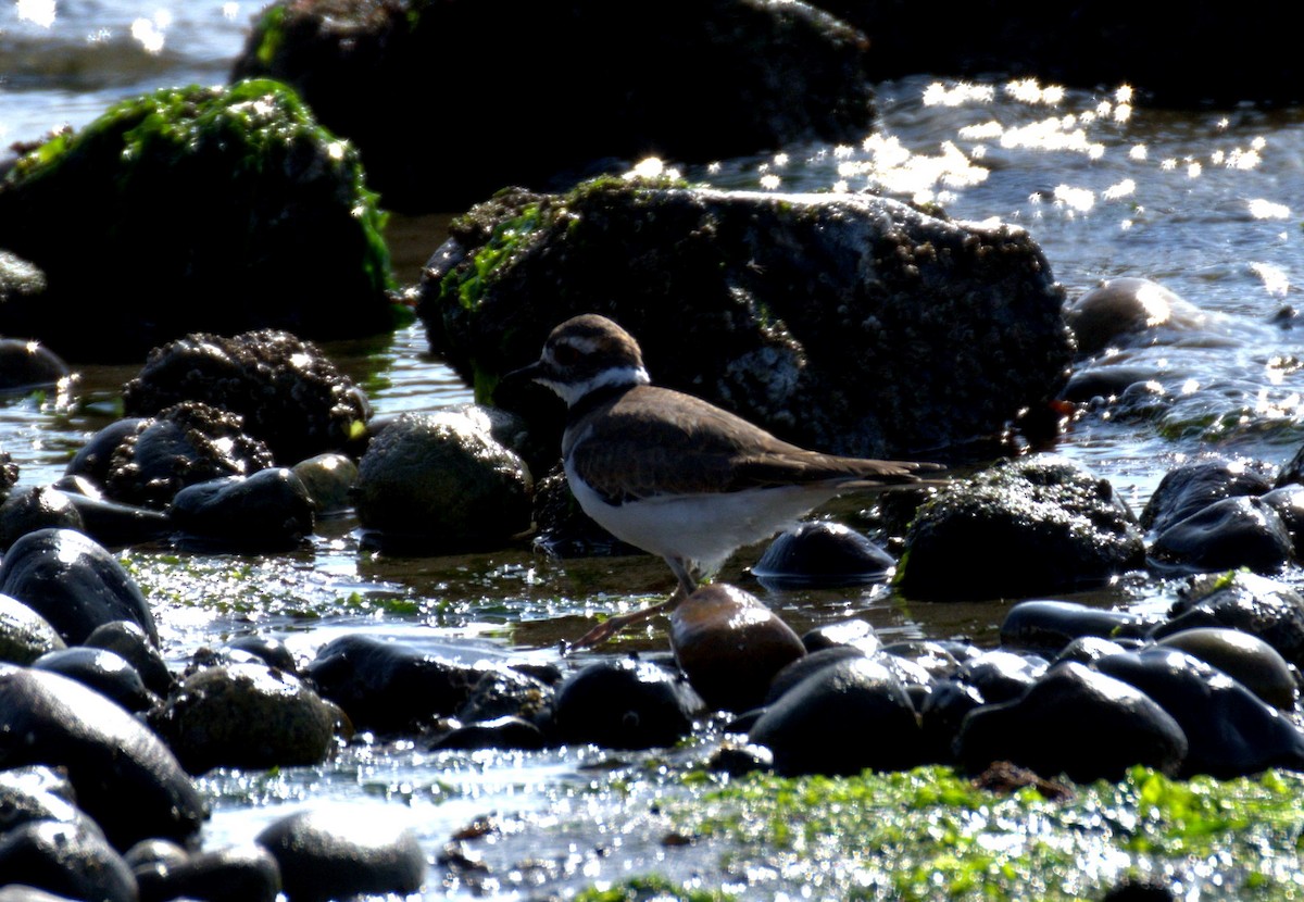 Killdeer - ML644905316