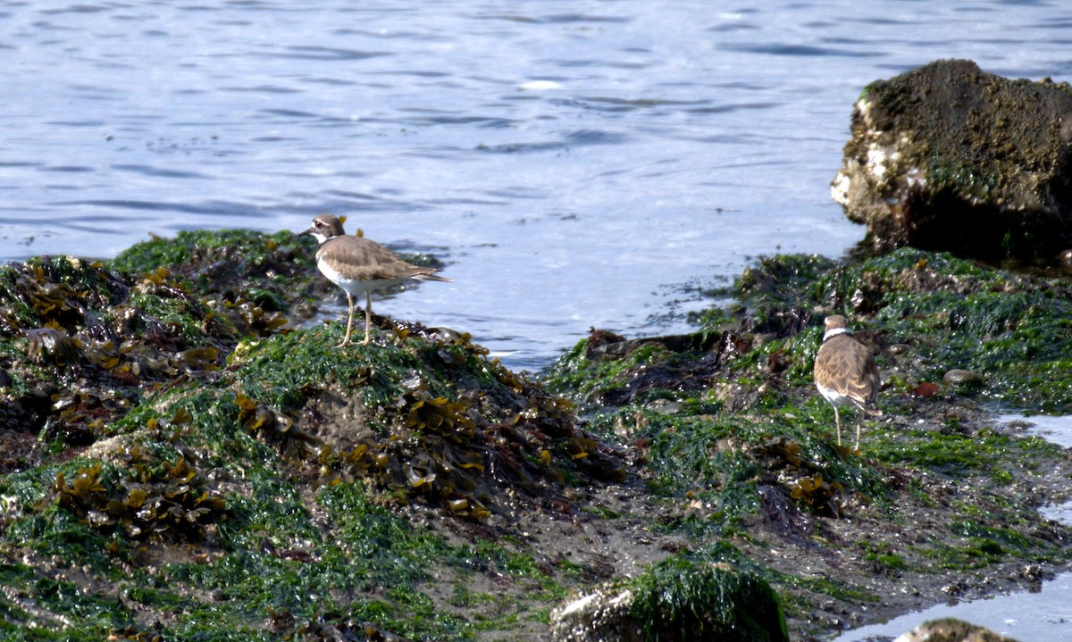 Killdeer - ML644905318