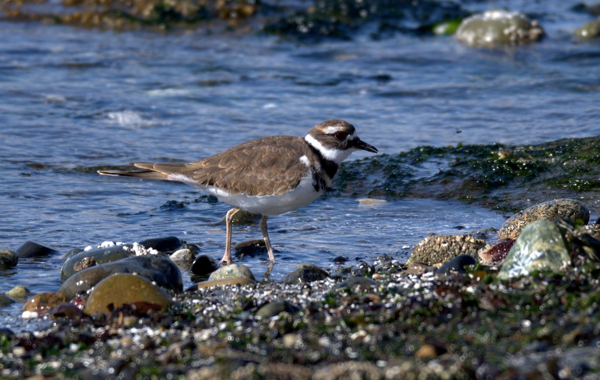 Killdeer - ML644905319