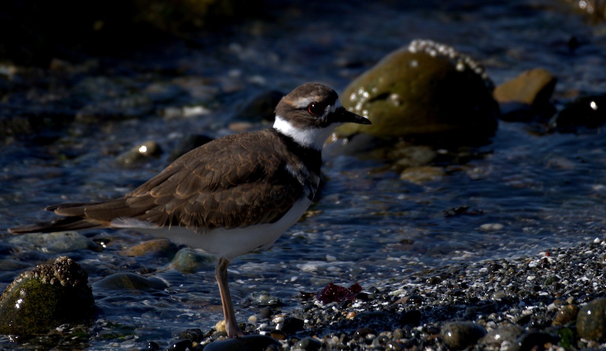 Killdeer - ML644905320