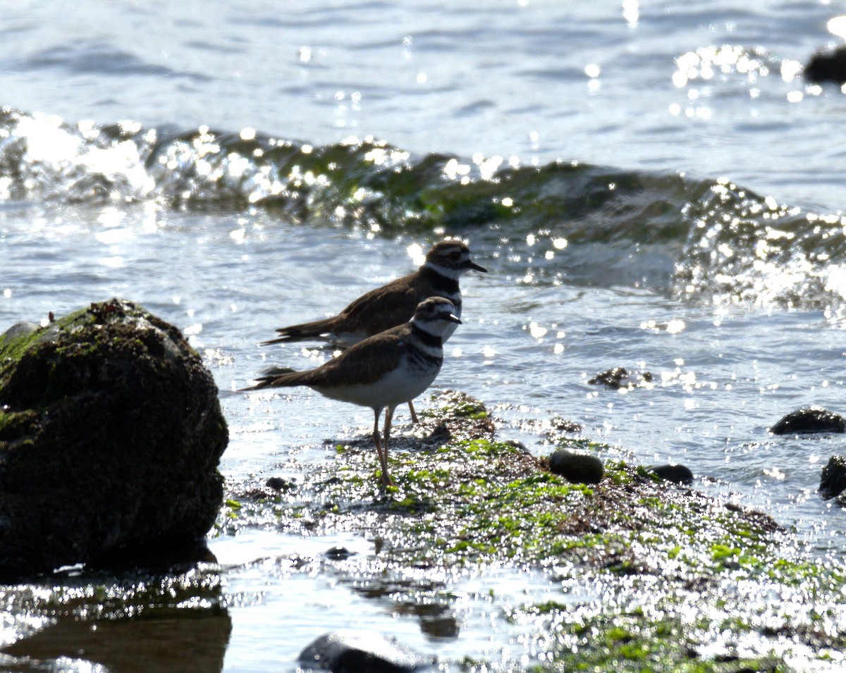 Killdeer - ML644905321