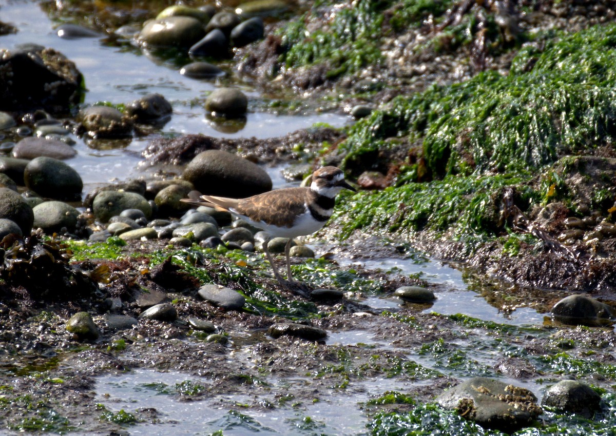 Killdeer - ML644905322