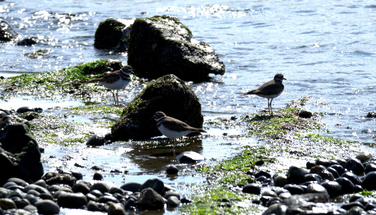 Killdeer - ML644905323