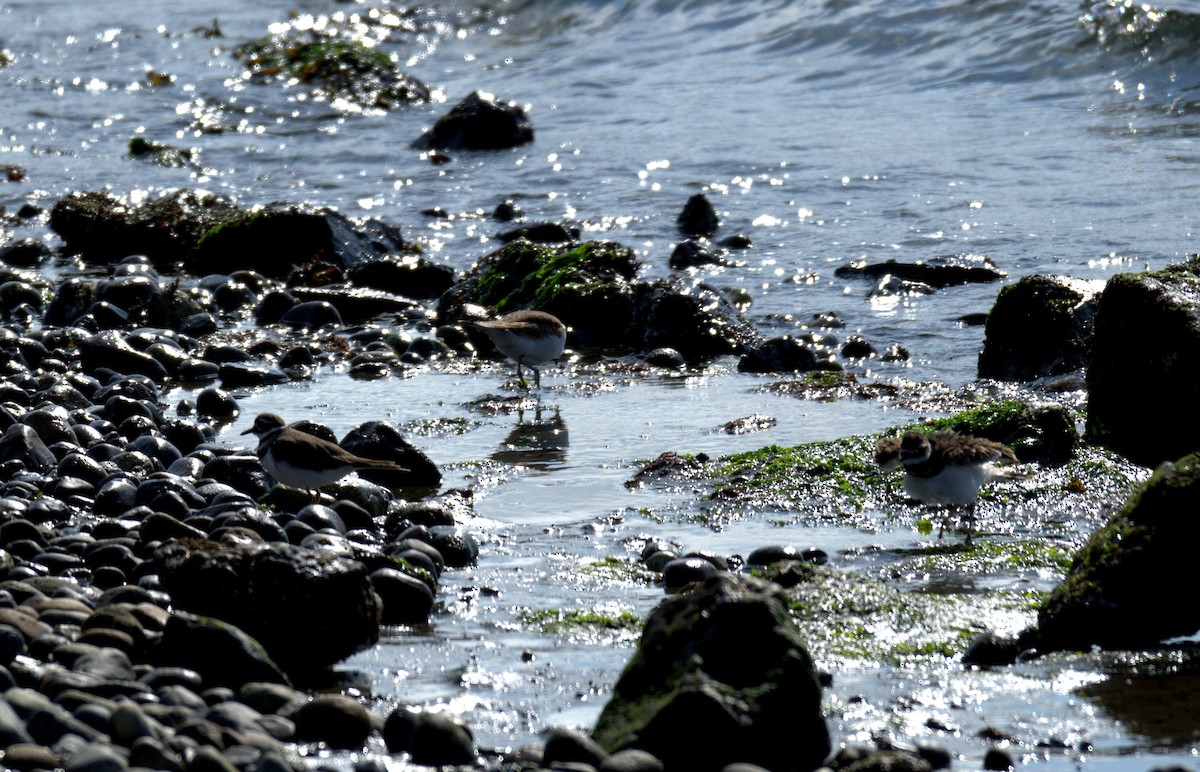 Killdeer - ML644905324