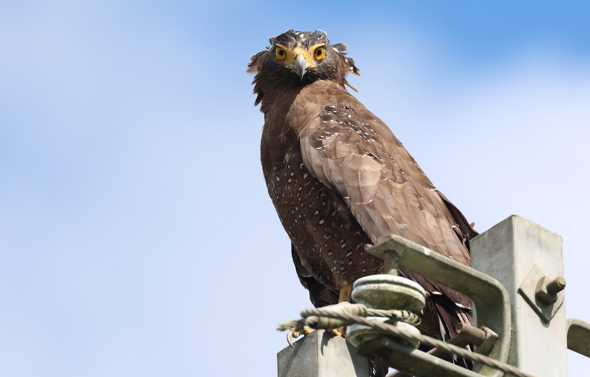 Haubenschlangenadler - ML644905326