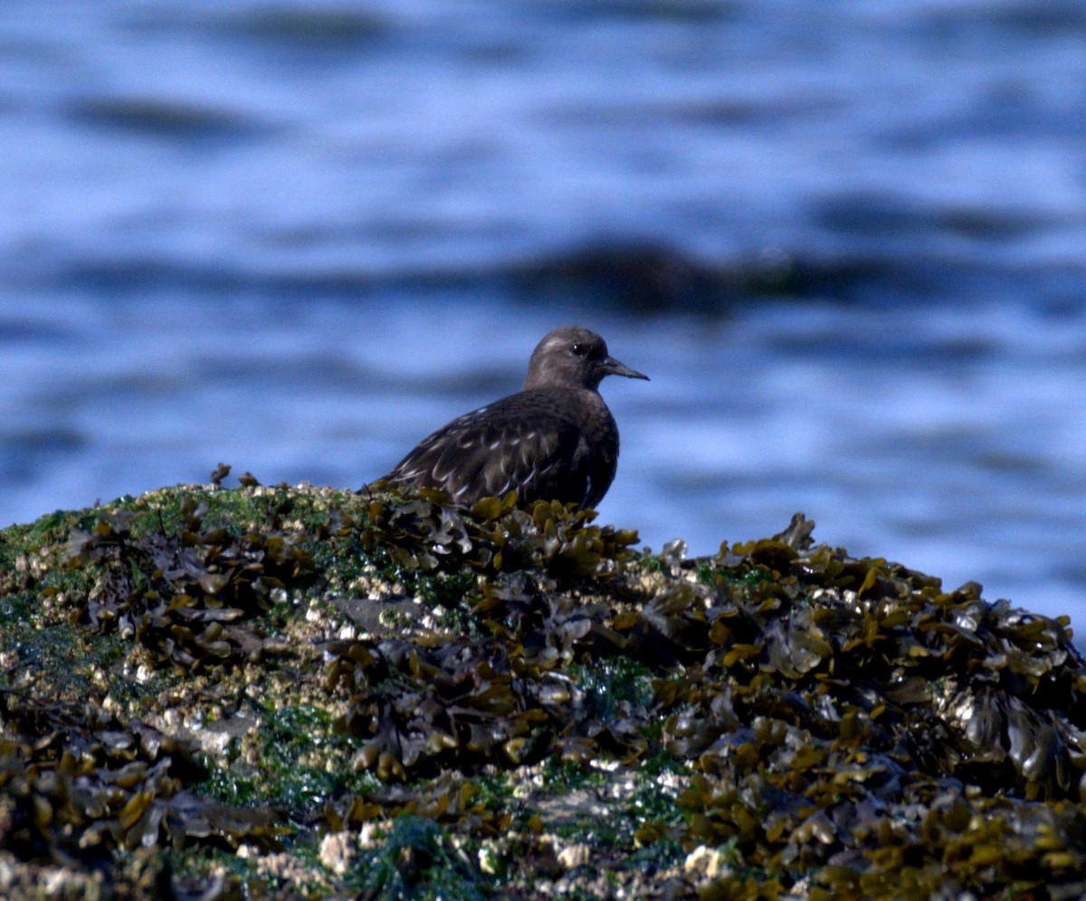 Black Turnstone - ML644905327