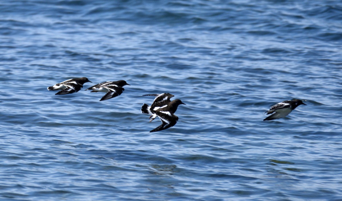 Black Turnstone - ML644905329