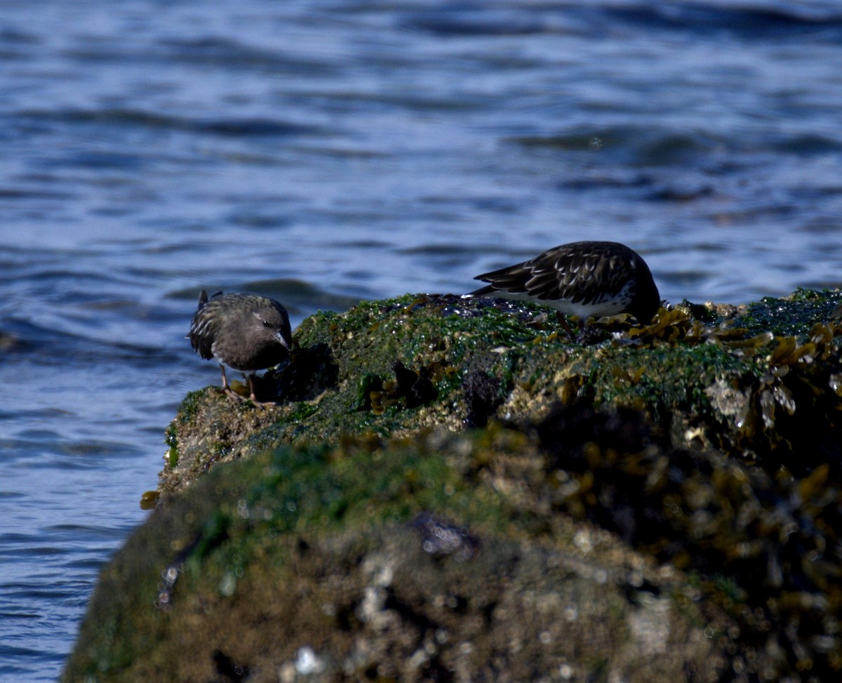 Black Turnstone - ML644905330