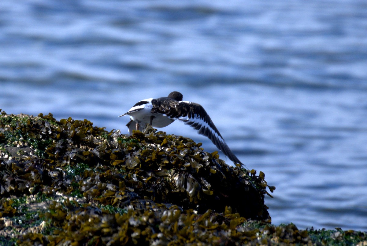 Black Turnstone - ML644905331
