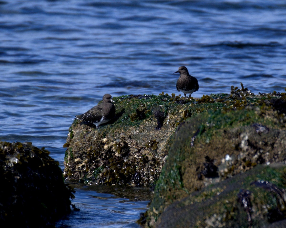 Black Turnstone - ML644905332