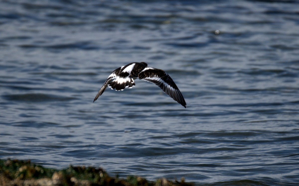 Black Turnstone - ML644905333