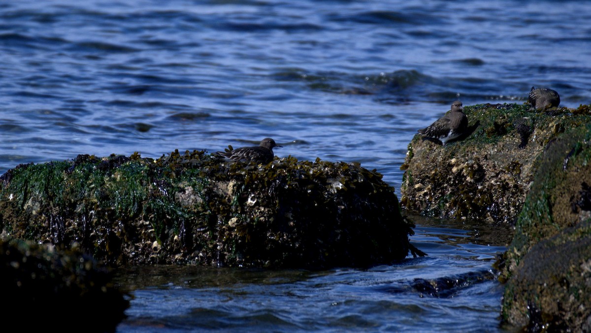 Black Turnstone - ML644905334