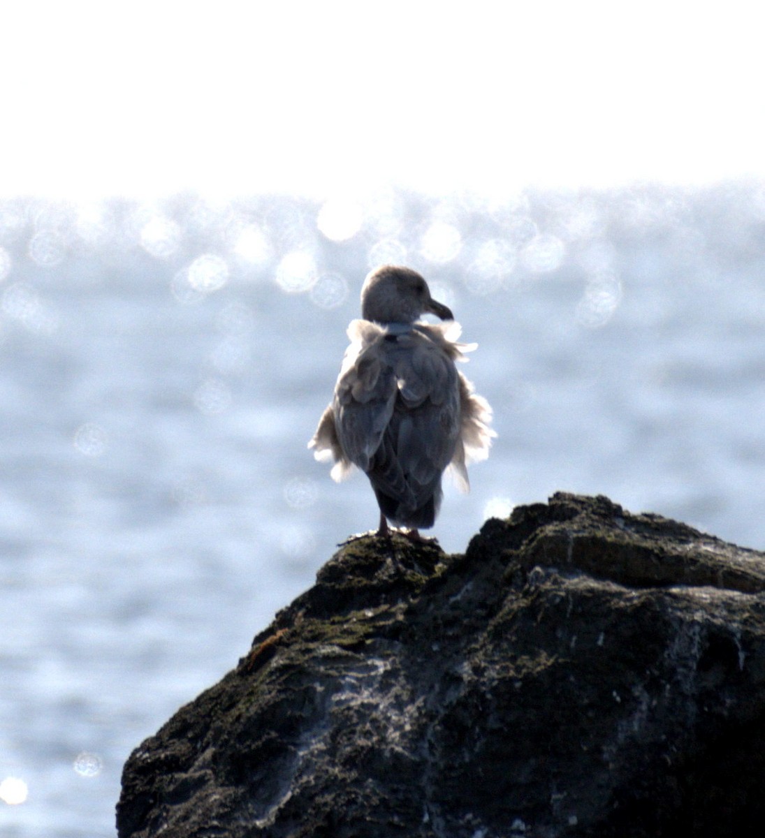Glaucous-winged Gull - ML644905350