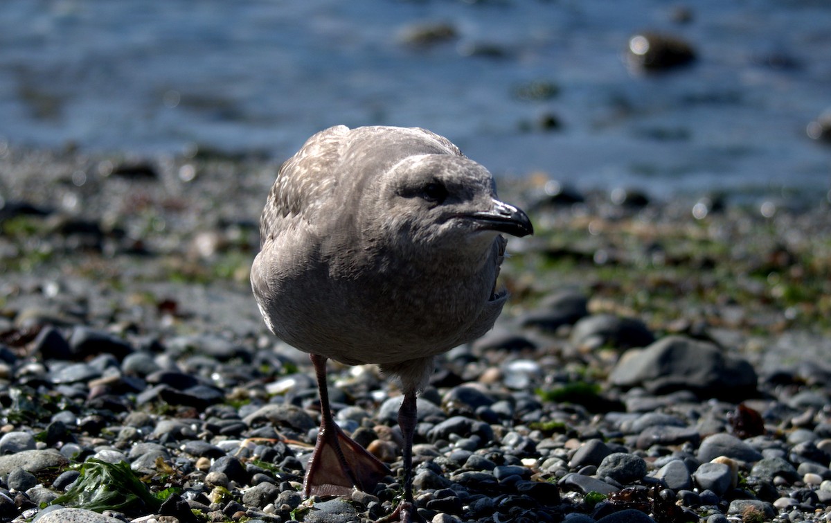Glaucous-winged Gull - ML644905351