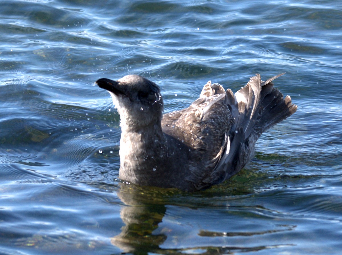 Glaucous-winged Gull - ML644905352