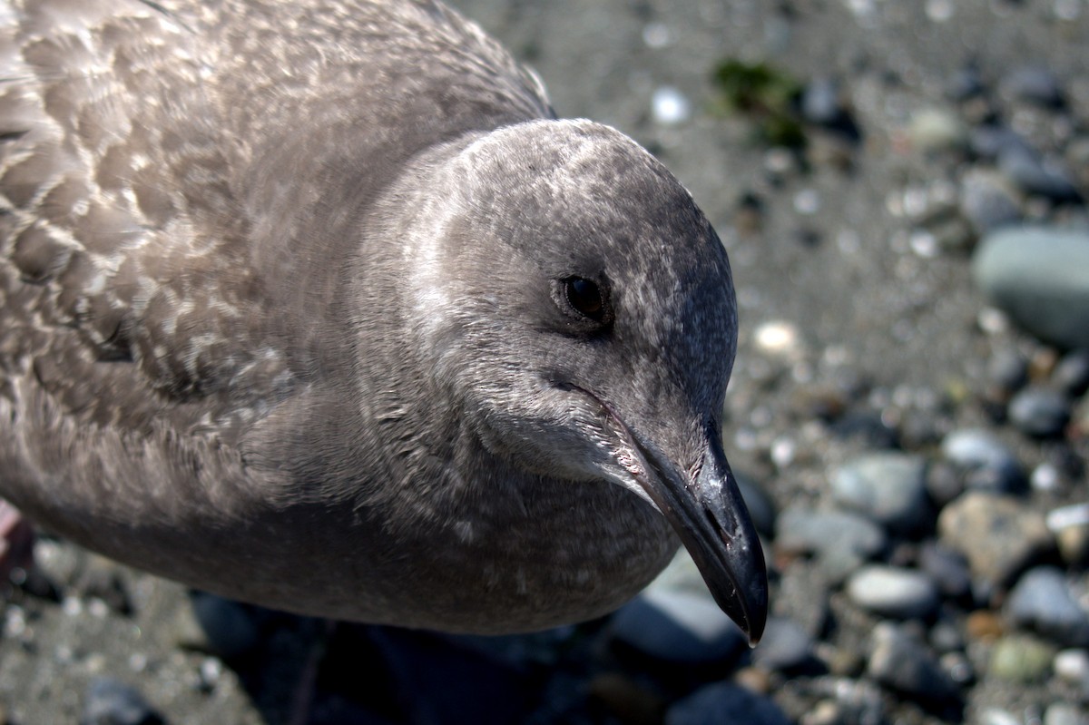 Glaucous-winged Gull - ML644905353