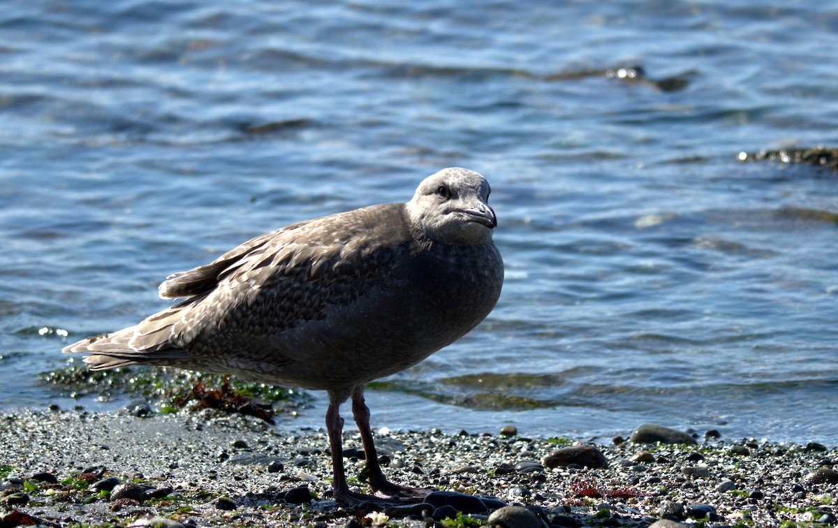 Glaucous-winged Gull - ML644905354