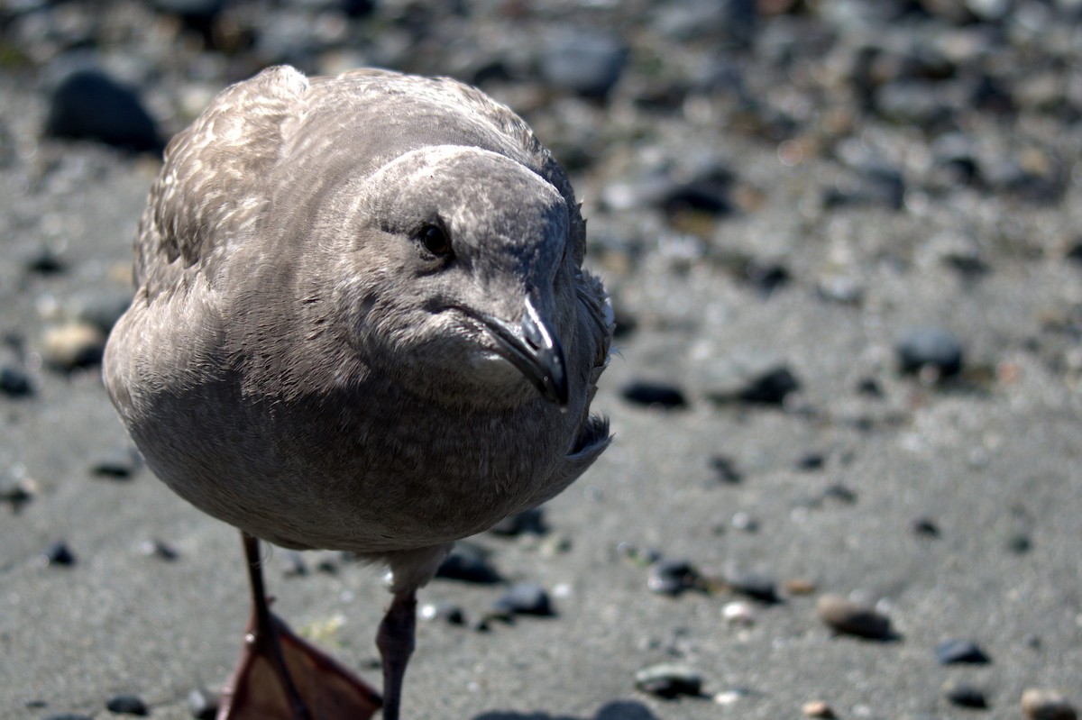 Glaucous-winged Gull - ML644905355