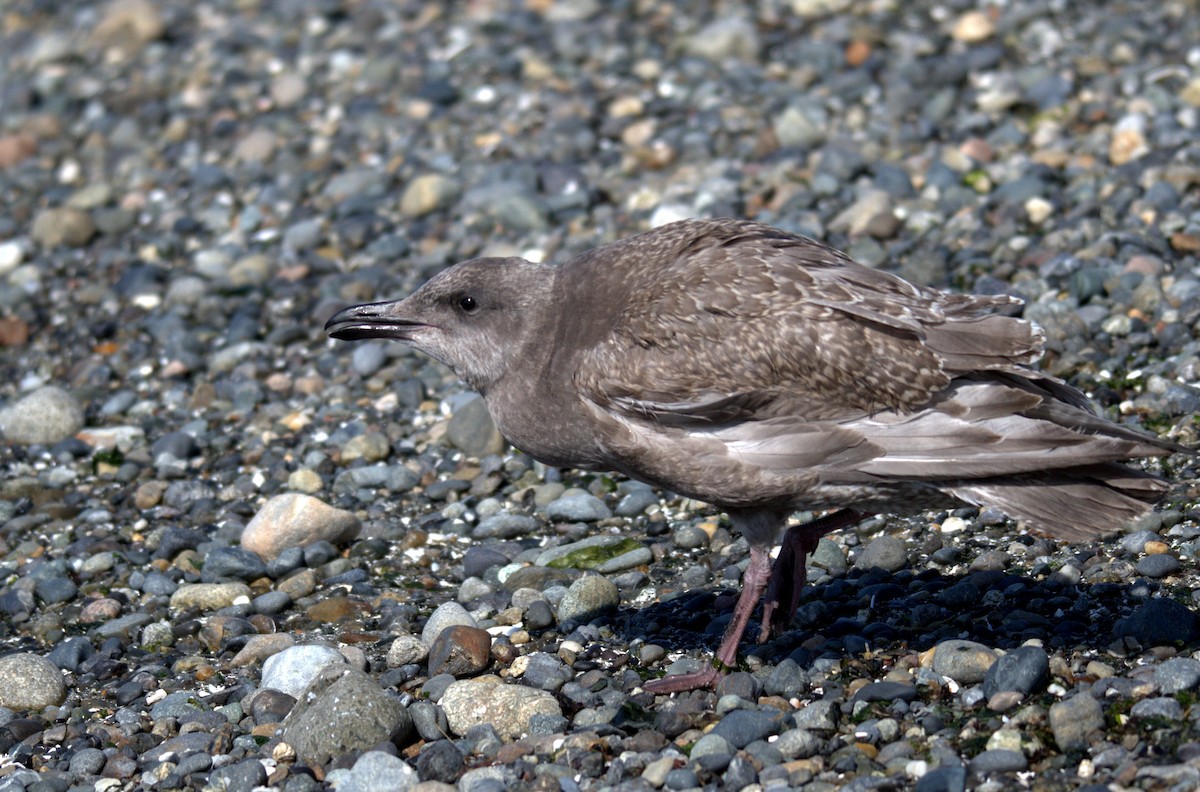 Glaucous-winged Gull - ML644905356