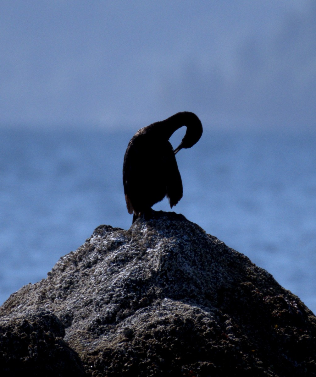 Pelagic Cormorant - ML644905367