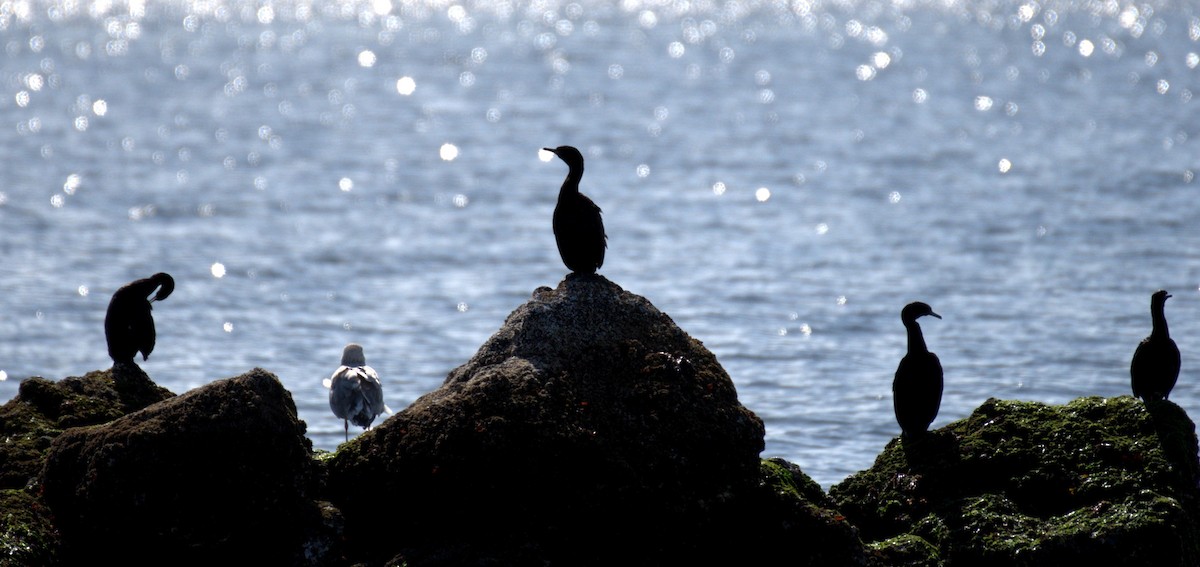 Pelagic Cormorant - ML644905368