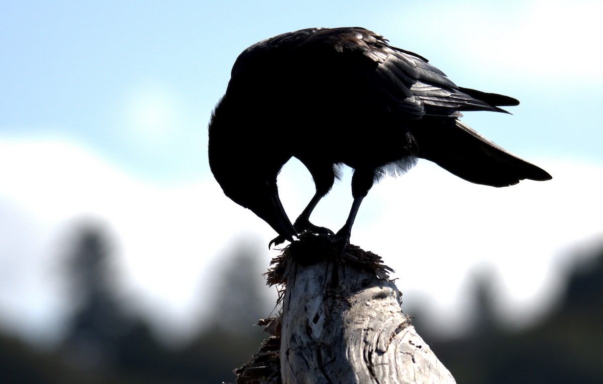 American Crow - ML644905374