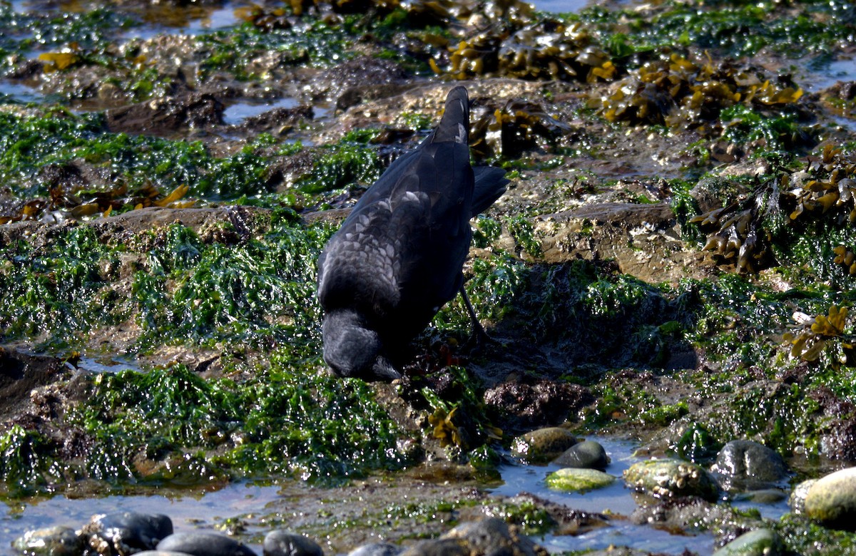 American Crow - ML644905375