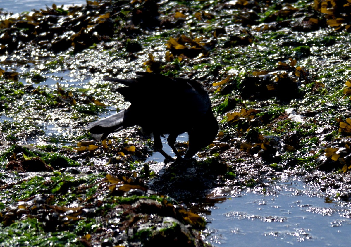 American Crow - ML644905376
