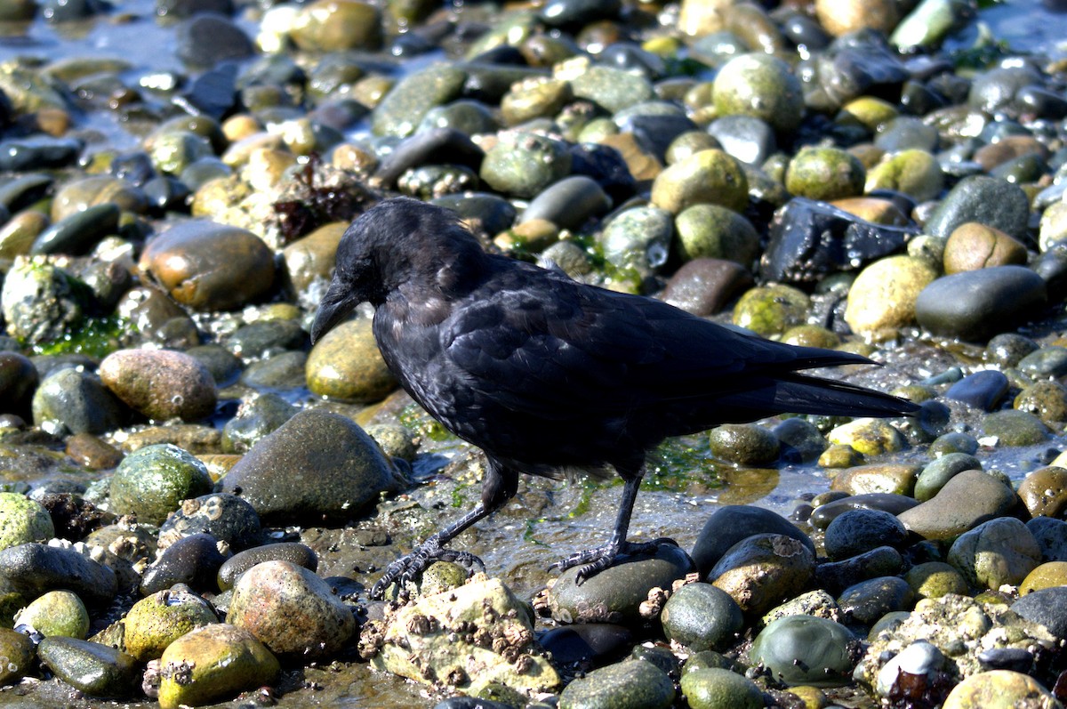 American Crow - ML644905377