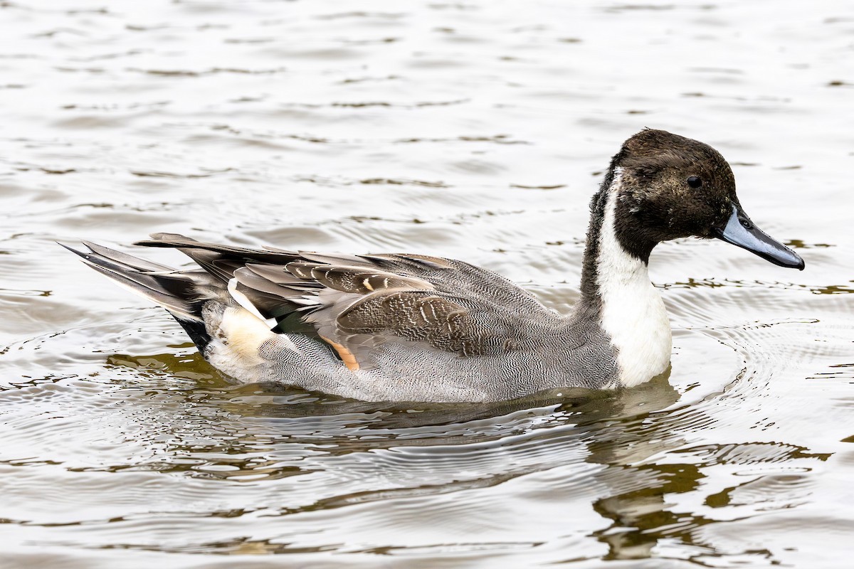 Northern Pintail - ML644905420