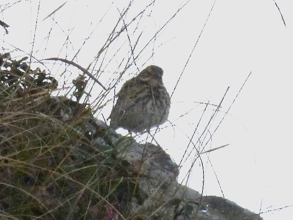 linduška himálajská - ML644905422