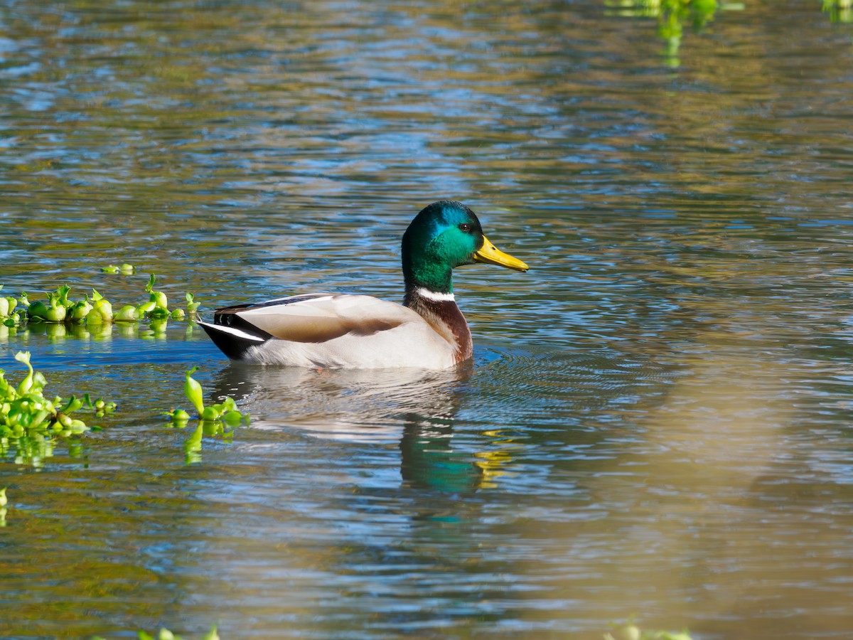 Mallard - ML644905434