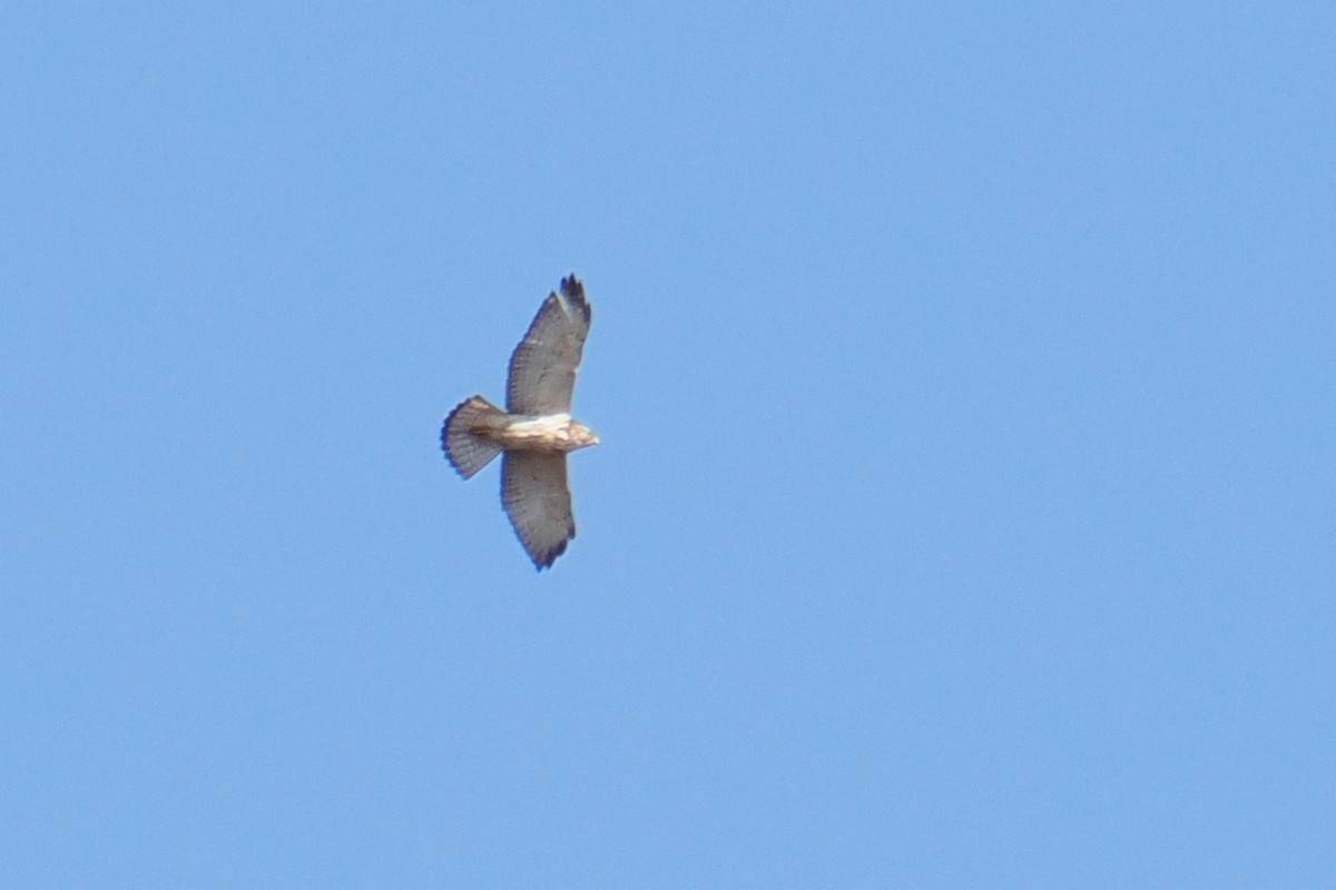 Broad-winged Hawk - ML644905439