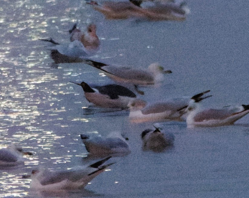 Lesser Black-backed Gull - ML644905447