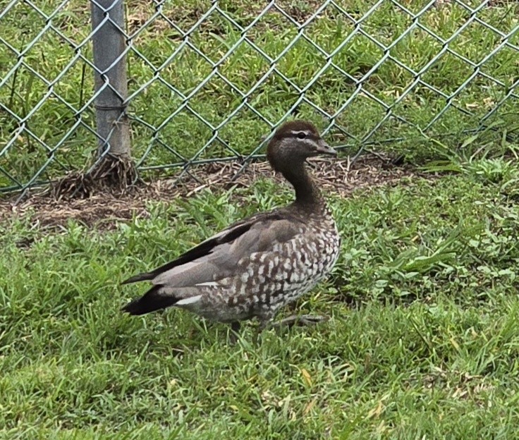 Maned Duck - ML644905451