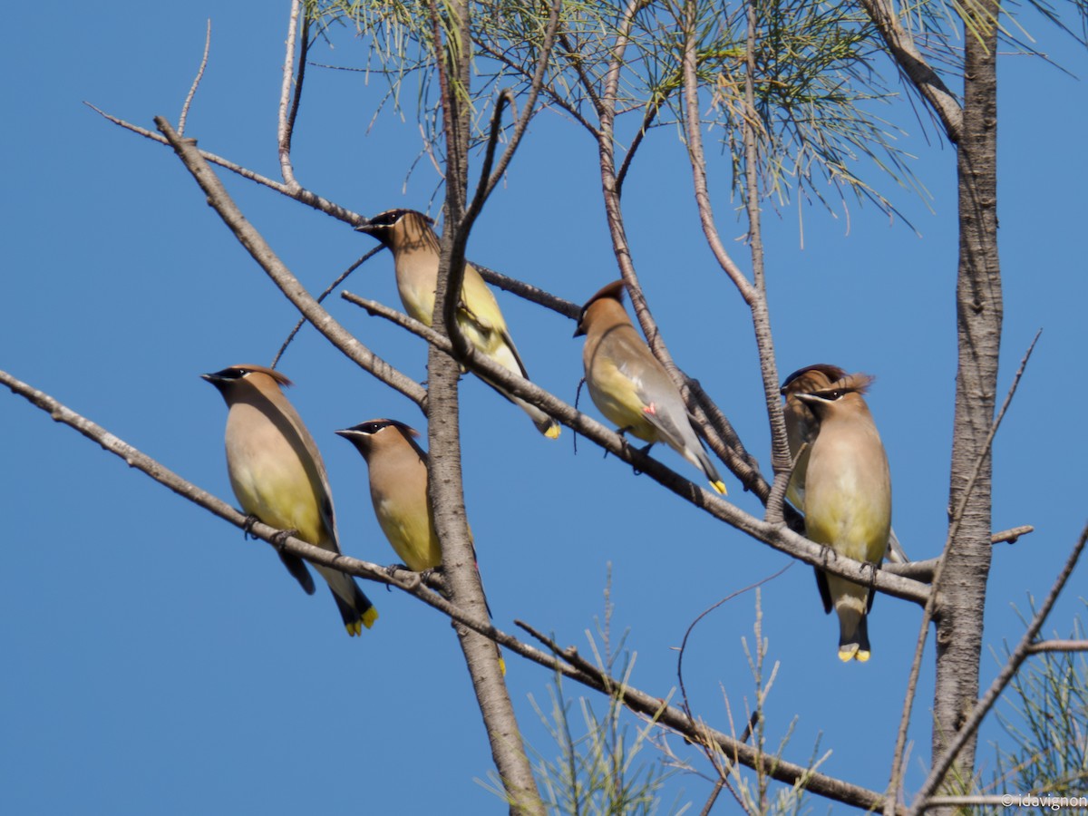 Buztanori amerikarra - ML644905457