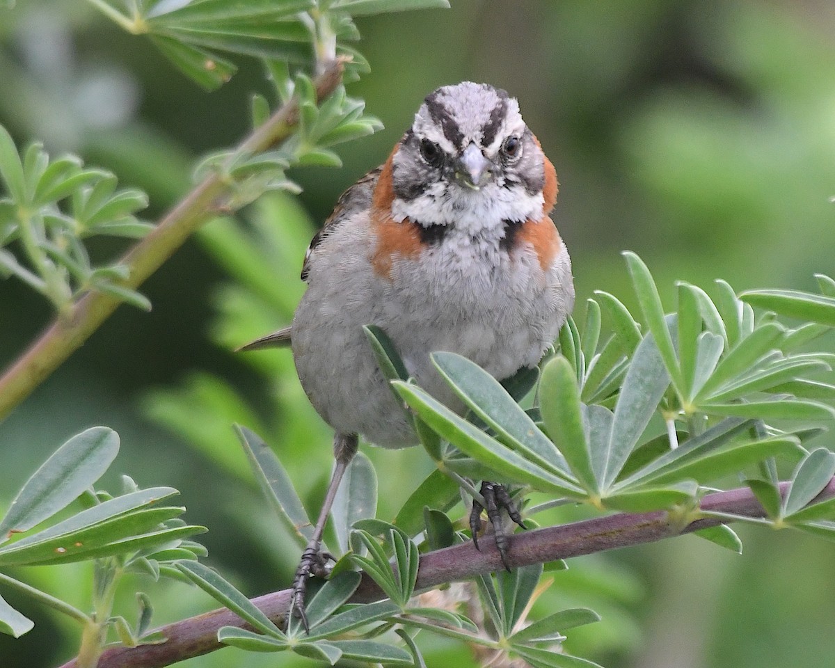 Morgenammer - ML644905463