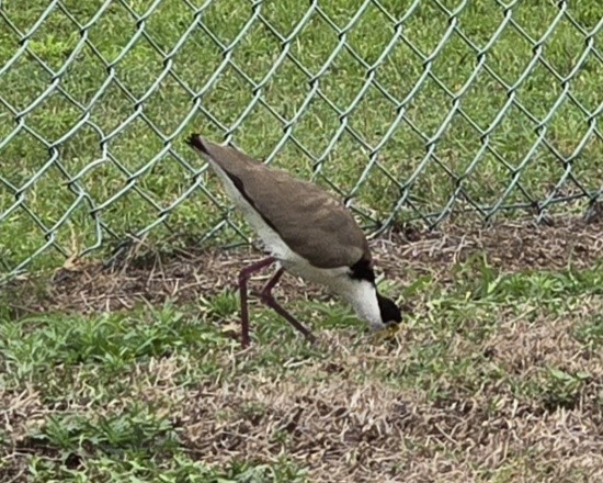 Masked Lapwing - ML644905467