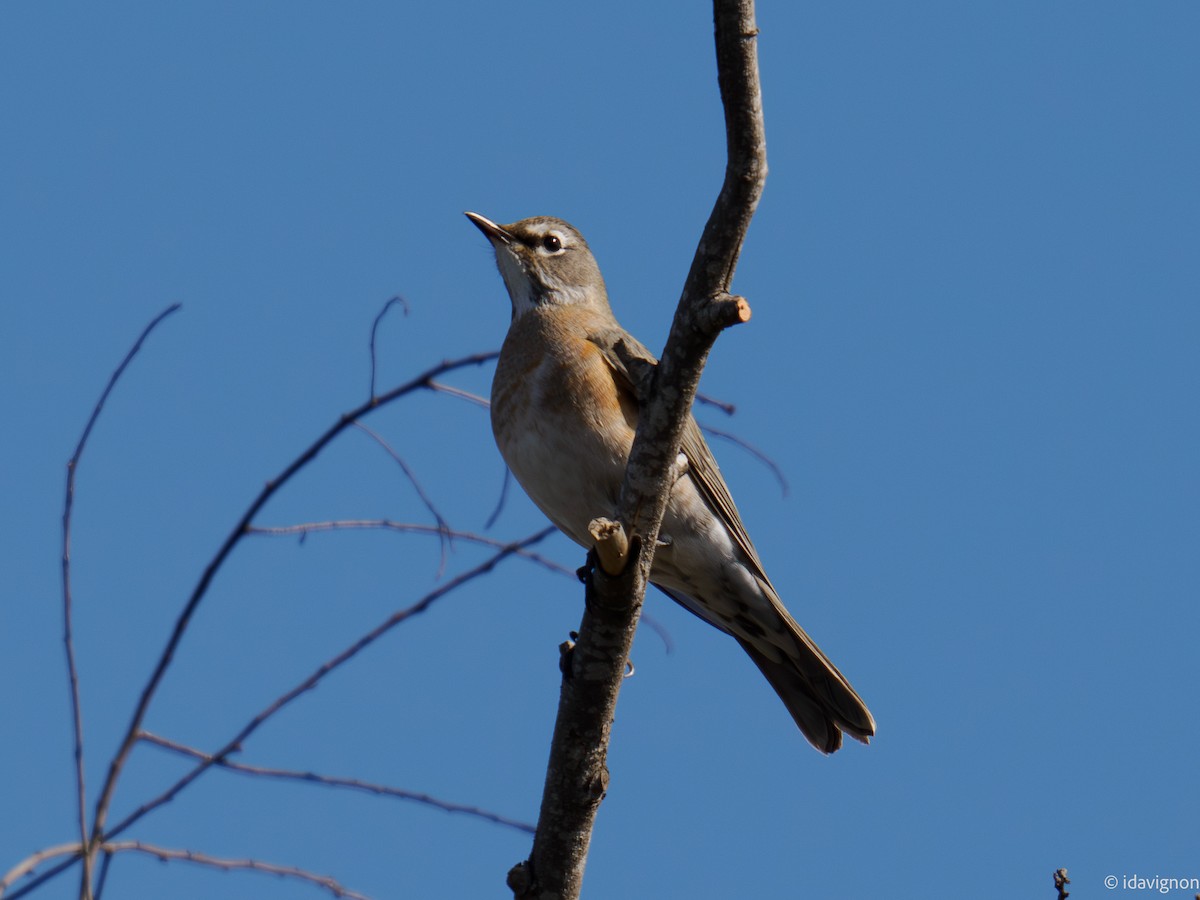 コマツグミ - ML644905473