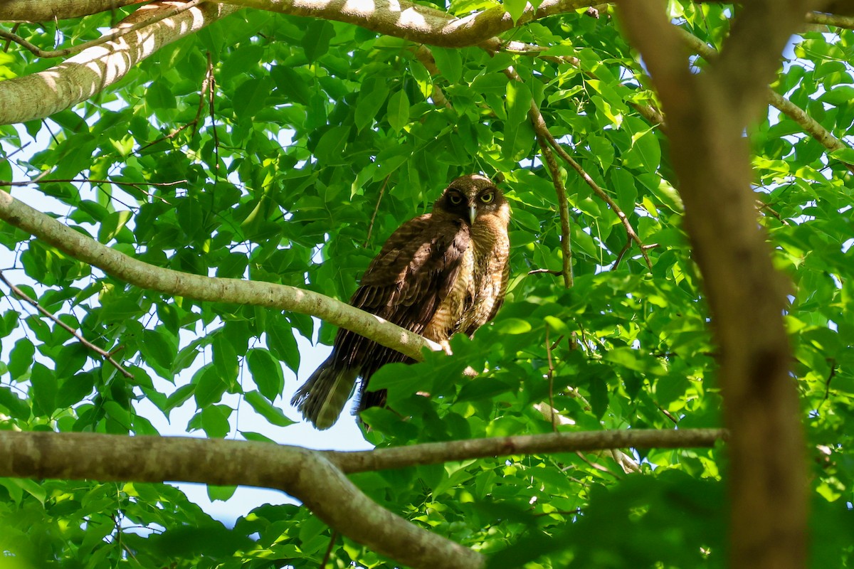 Рыжая иглоногая сова - ML644905491