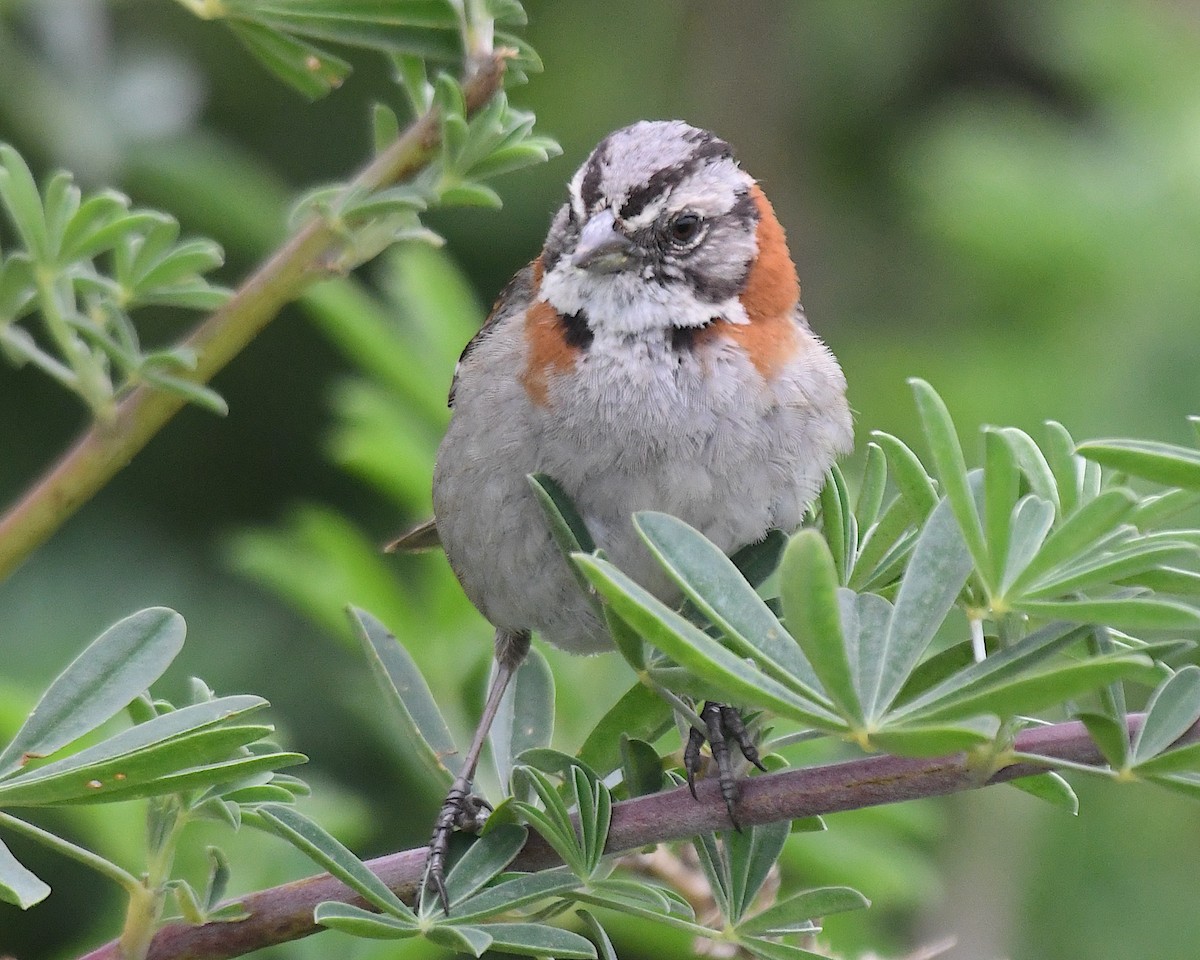 Morgenammer - ML644905494