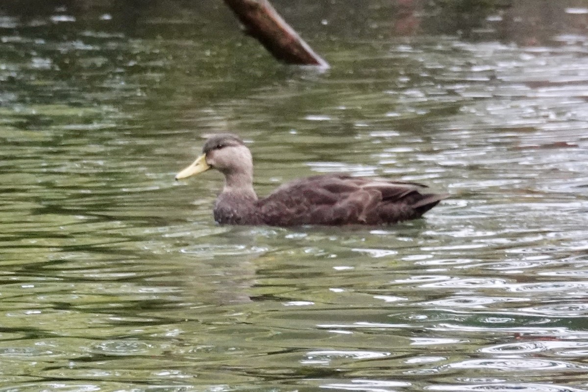American Black Duck - ML644905498
