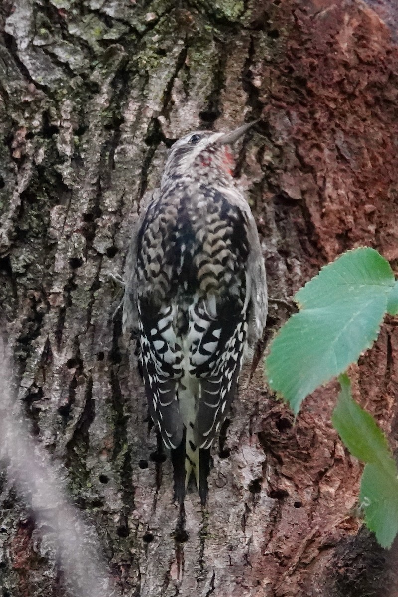 Yellow-bellied Sapsucker - ML644905507
