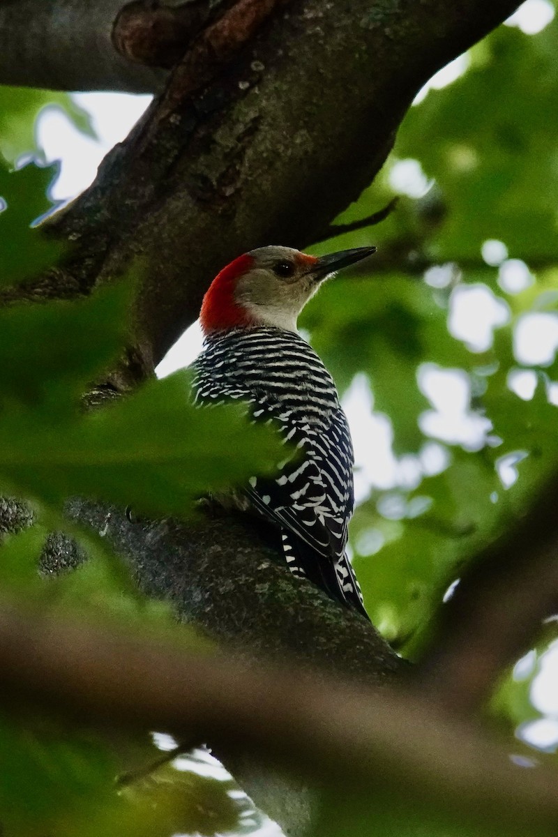 Red-bellied Woodpecker - ML644905511