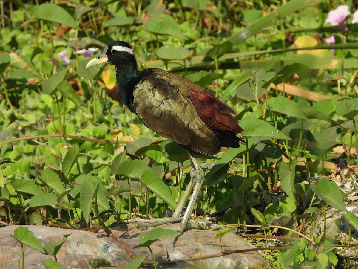 Bronze-winged Jacana - ML644905512