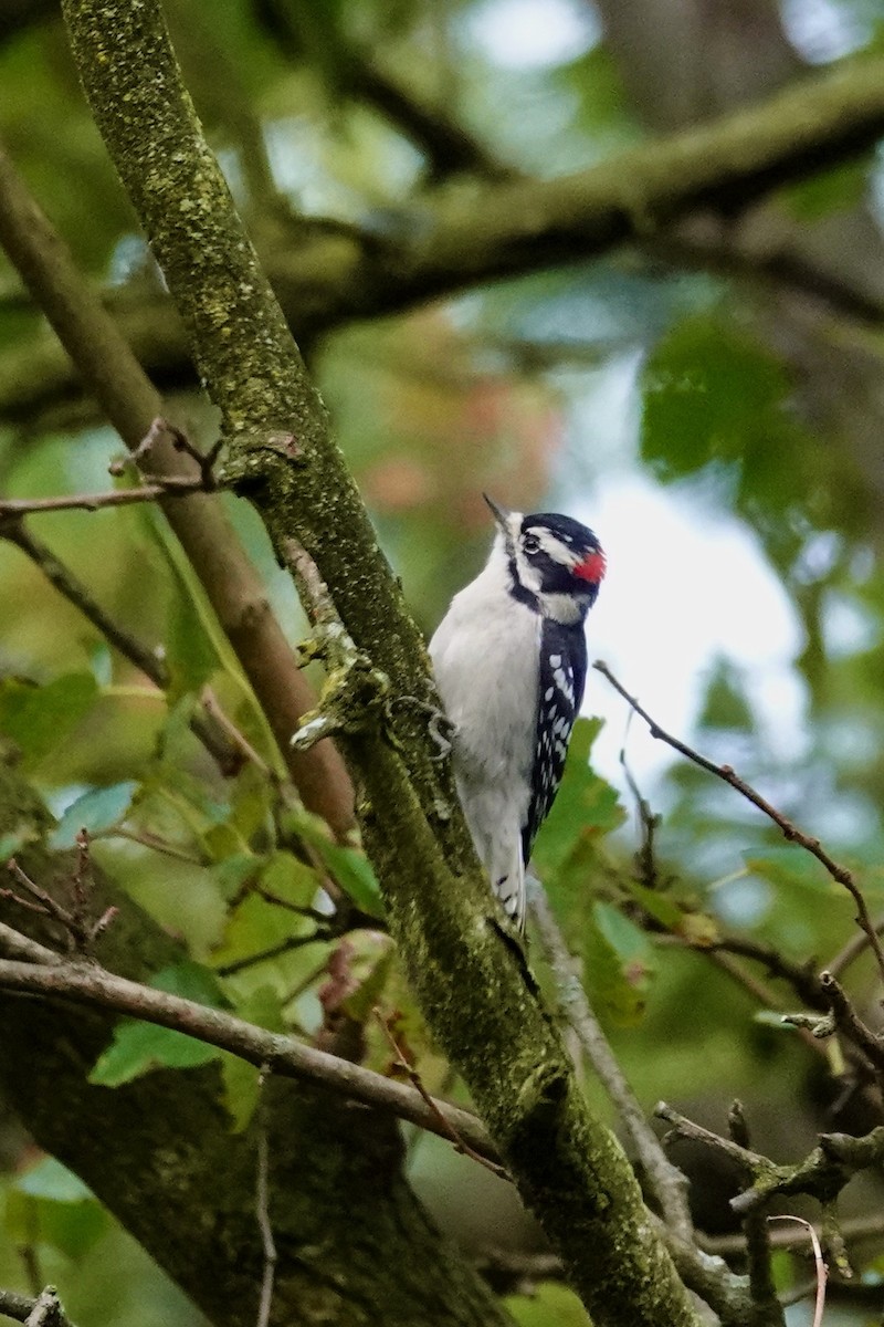 Downy Woodpecker - ML644905518