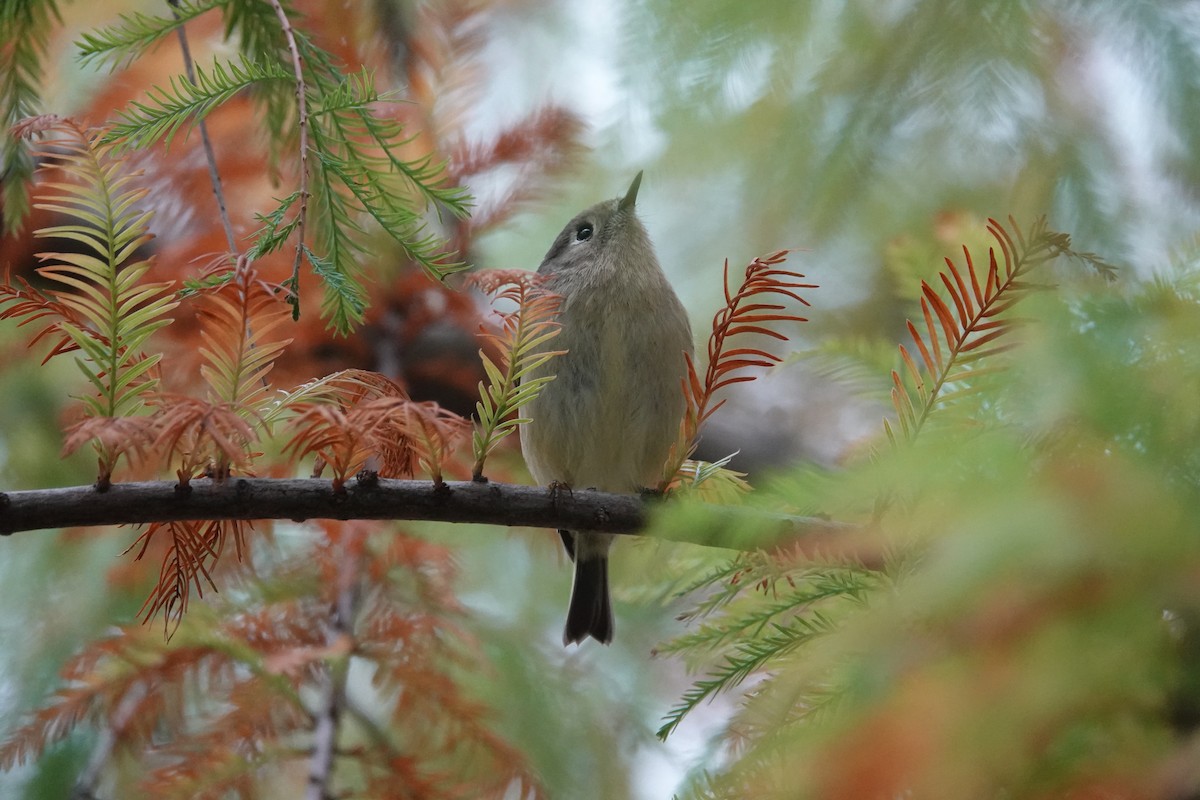 Ruby-crowned Kinglet - ML644905528